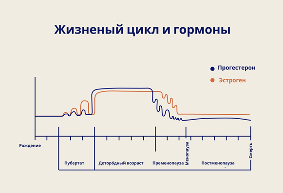 График, иллюстрирующий изменения уровней гормонов (прогестерона и эстрогена) в течение жизненного цикла женщины от рождения до смерти